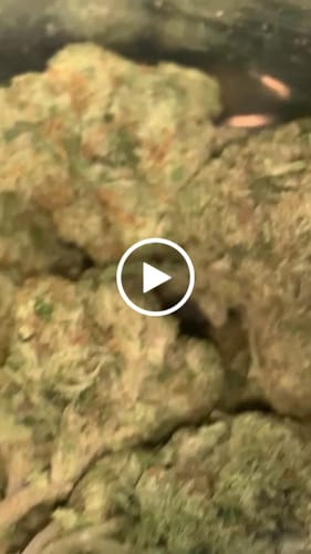 Customer video review of Airheadz THCA Flower
