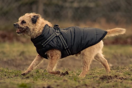 Customer photo review of Wintro - Quilted Waterproof Dog Coat with Harness Built In