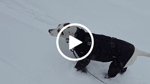 Customer video review of Trainer