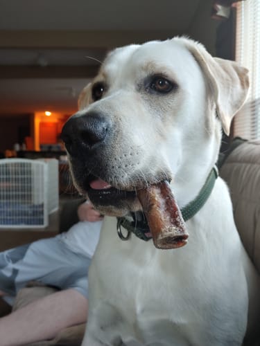 Customer's light-colored dog sitting on a couch with a thick Bully Stick in its mouth.