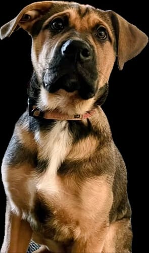 Customer photo review of Terracotta Collar - Recycled Ripstop