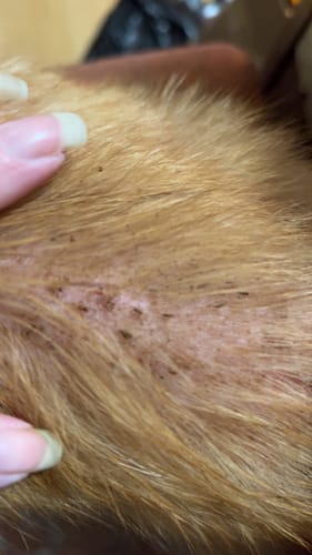 Customer photo review of 3x Blisso Advanced Cat Probiotic