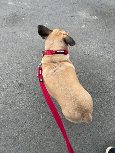 Customer photo review of Bullyion All Action® Pro Power Dog Collar with Handle Tactical Military Grade 2.5cm Width Small