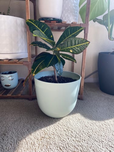 Reviewer's houseplant in a light green pot, showing healthy growth a few weeks after using the Plant Food.
