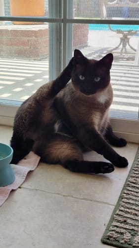 Customer photo review of 1x Blisso Advanced Cat Probiotic