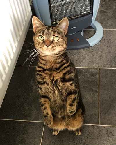 Customer photo review of 1 Month Supply – 1 Cat