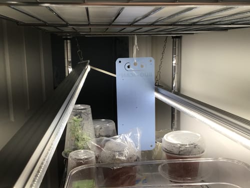 Customer photo review of Sticky Trap Bug-Scan Blue for Thrips / Leafminder (10 / pack)