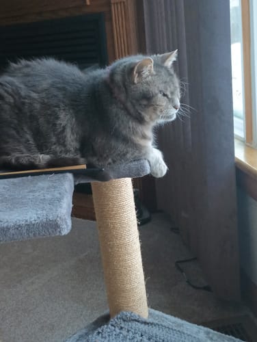 Customer photo review of 2x Blisso Advanced Cat Probiotic | Cat Probiotic for Diarrhea & Kidney Support