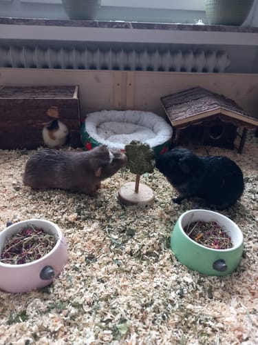 Customer photo review of 🍀 Glückskleeblätter – Natürlicher Knabber-Glücksbringer für deine Meerschweinchen