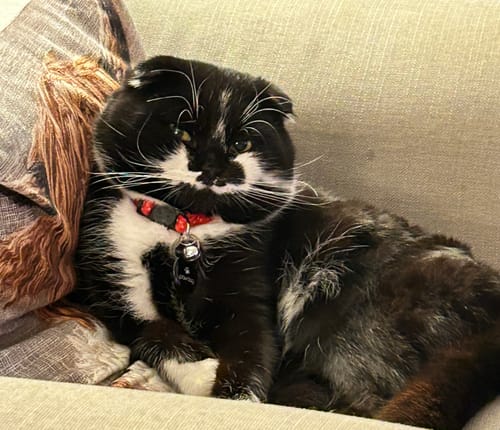 Customer photo review of 1 Month Supply – 1 Cat