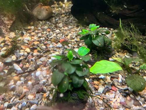 Customer photo review of Plant Package for Neocaridina Shrimp Tank