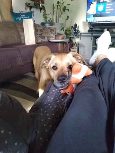 Customer photo review of Belly Buddies Probiotics for Dogs