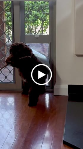 Customer video review of Patio Pet Door Insert