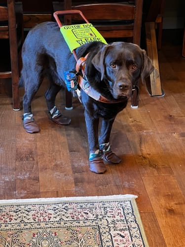 Customer photo review of Leather Dog Booties - Doccasins - 1 pair