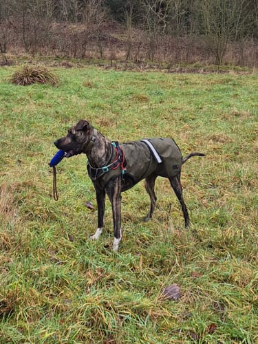 Customer photo review of 3-in-1 Dog Coat