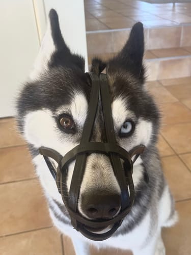 Customer photo review of Dog Muzzle - Leather Basket