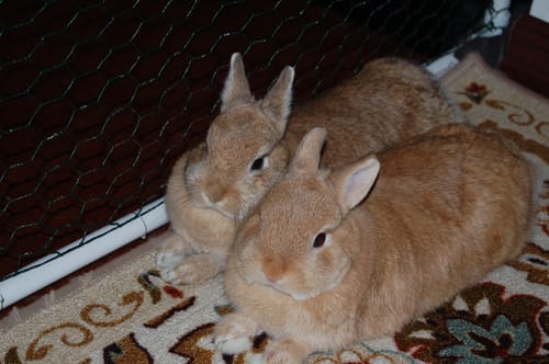 Customer photo review of Rabbit Gastrointestinal Stasis Treatment - Promotes Healthy Digestion & GI Stasis Relief -Natural Homeopathic Digestive Health Tablets - 300 Count