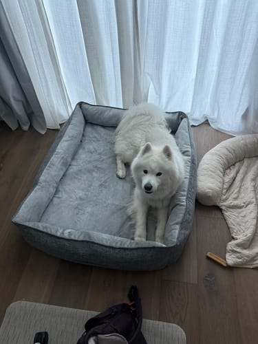 Customer photo review of Orthopedic Pet Bed, Pain Relief Soft Couch