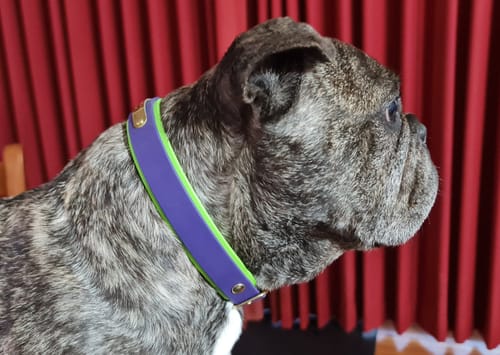 Customer photo review of Double Layered Collar with Nameplate - Waterproof BioThane® Custom Dog Collar
