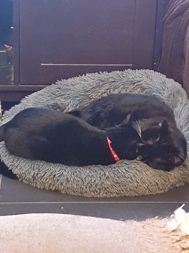 Customer photo review of 1 month supply - 4 Cats