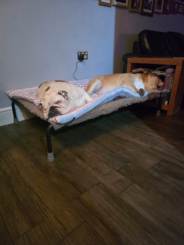 Customer photo review of HiK9 Bed with Chocolate Mesh Cover