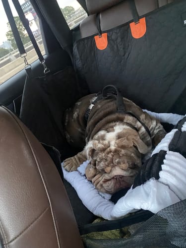 Customer photo review of RuffRover 2.0™ - Hard Bottom Dog Car Seat Protector