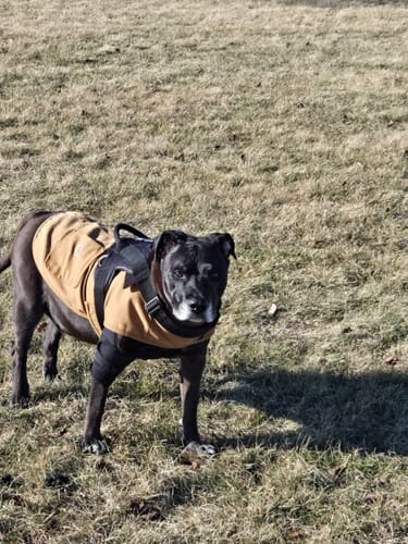 Reviewer's senior dog, who takes Tucker's Gold for mobility, standing in a grassy field.