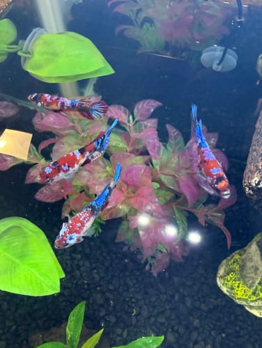 Customer photo review of Koi Nemo Female Betta Fish Sorority | Successful Sorority Pack