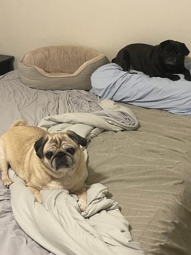 Customer photo review of CloudCool™ Cooling Blanket