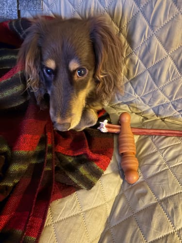 Customer's long-haired brown dog resting on a quilted bed with a 12 Inch Extra Thick Bully Stick in a holder.