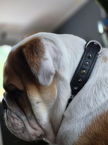 Customer photo review of Hand Made Leather Dog Collar - Ruthless Black & Brass (Slim Fit)