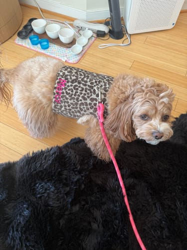 Customer photo review of Leopard Print Harness