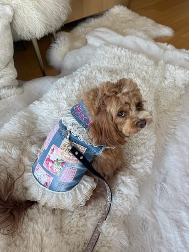 Customer photo review of LovePackPuppy Vest