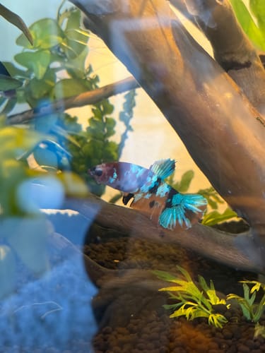 Customer photo review of Koi Nemo Black Base Female Betta Fish Sorority | Successful Sorority Pack