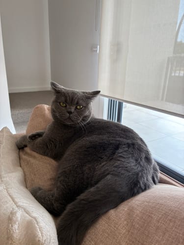 Customer photo review of 3 Month Supply - 2 Cats