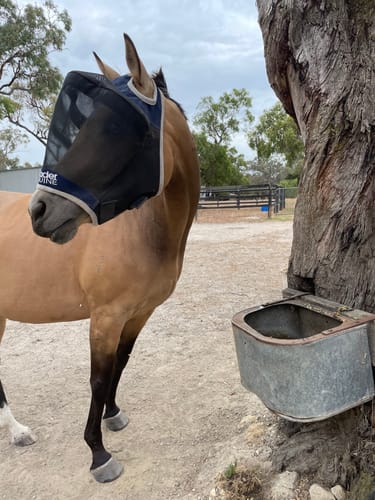 Customer photo review of LE Outback Fly Mask Original