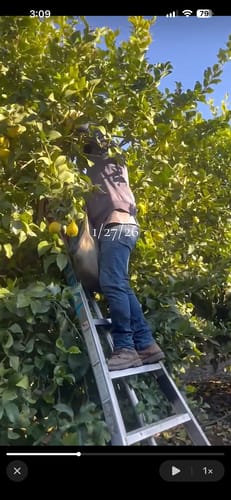 Customer photo review of Lobo Fruit Picking Bag - Light Weight Nylon - Citrus Bag