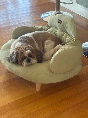 Reviewer's Shih Tzu resting in the green CloudNest Elevated Pet Sofa Bed and looking towards the camera.