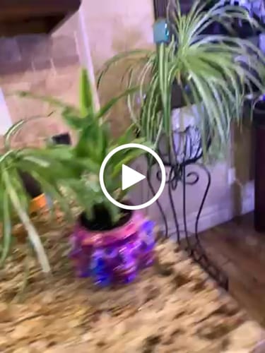 Customer video review of Plant Food