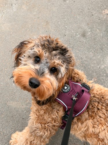 Customer's cute puppy looking at the camera while wearing the mulberry Trail & Glow dog harness on a walk.