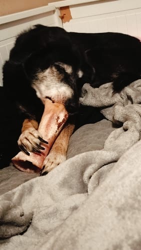 Customer's older black dog with long nails chewing on a large smoked marrow bone while lying on a comfy bed.