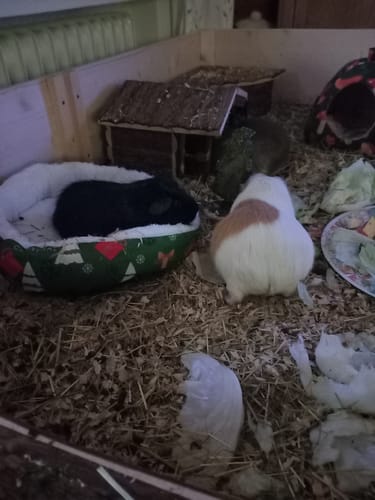 Customer photo review of 🎄 Weihnachtlicher Schlafplatz – das kuschelige Körbchen für deine Meerschweinchen