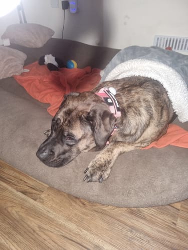 Customer photo review of HONEYCOMB® All Action Set - Comfort Y Shape Padded Harness & Dual Swivel Lead- Built for Bully Breeds & Large Dogs Cottage Pink / E