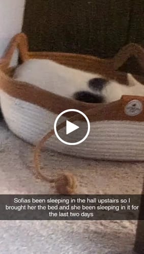 Customer video review of Instinct Basket | Handwoven & Chemical-Free Cat Territory