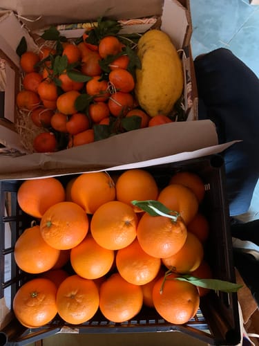 Rezensent zeigt eine Lieferung von frischen Bio-Nova-Mandarinen und Orangen in zwei Kisten.