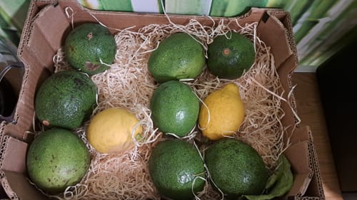 Kundenbild von mehreren grünen Reed-Avocados und zwei Zitronen in einer offenen Box mit Holzwolle.