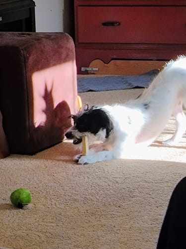 Customer's small dog playfully chewing a Long-Lasting Yak Chew on a tan carpet.