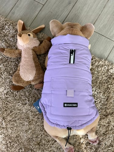Customer's French bulldog lying down on a rug while wearing the lilac WarmShield Water-Resistant Jacket.