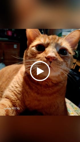 Customer video review of 1x Blisso Advanced Cat Probiotic