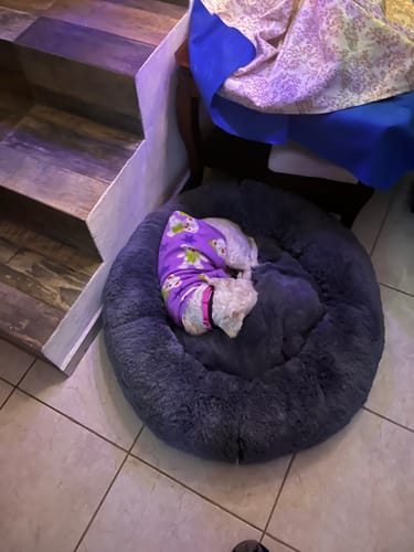 La perrita de un cliente duerme acurrucada en la suave Cama Antiestrés gris.